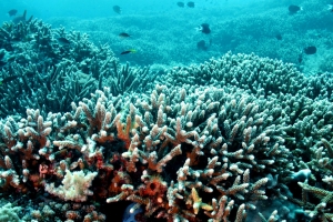 Tubbataha Reef